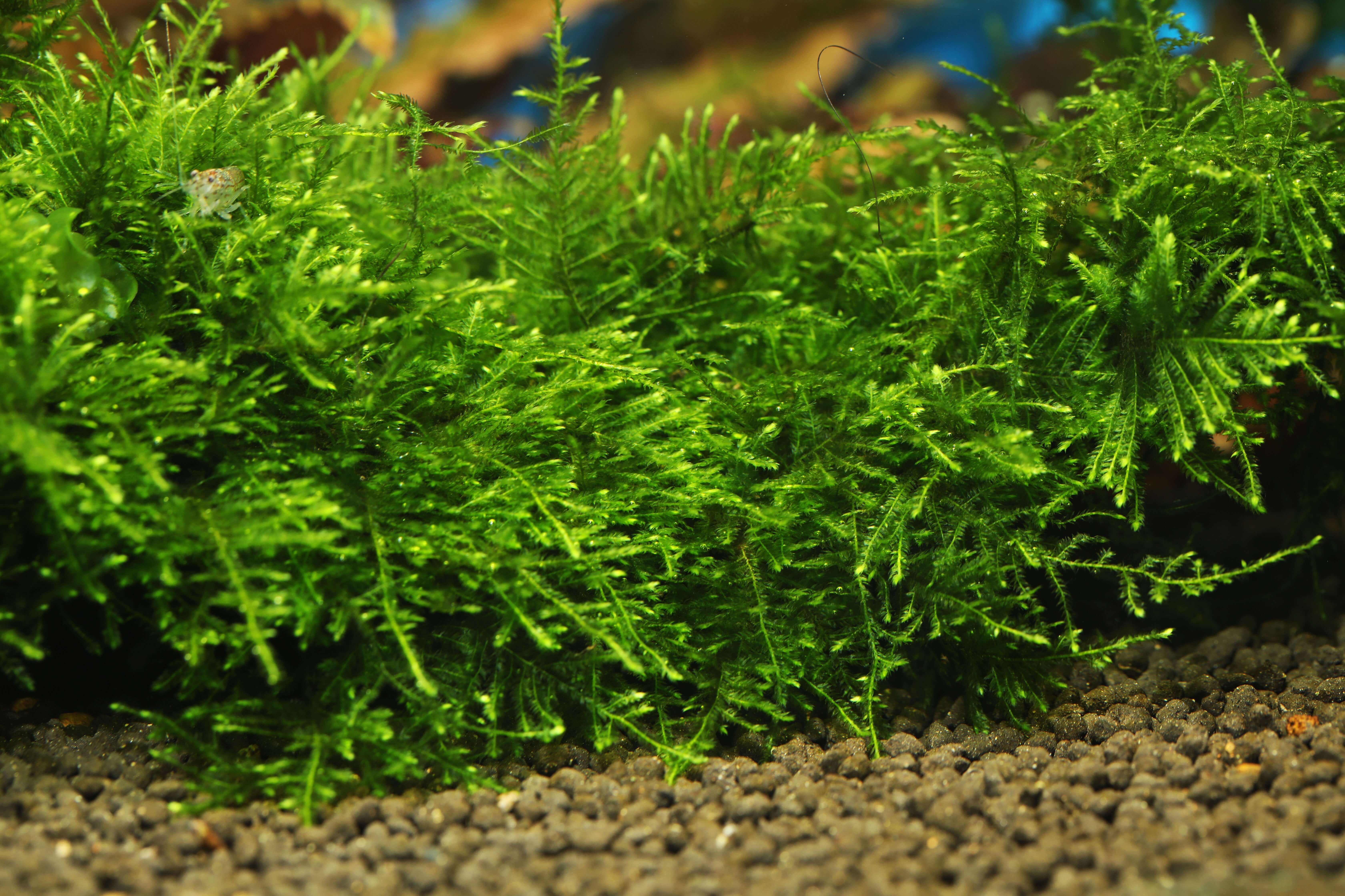 The Beauty of Java Moss Growing and Caring for this Versatile Plant